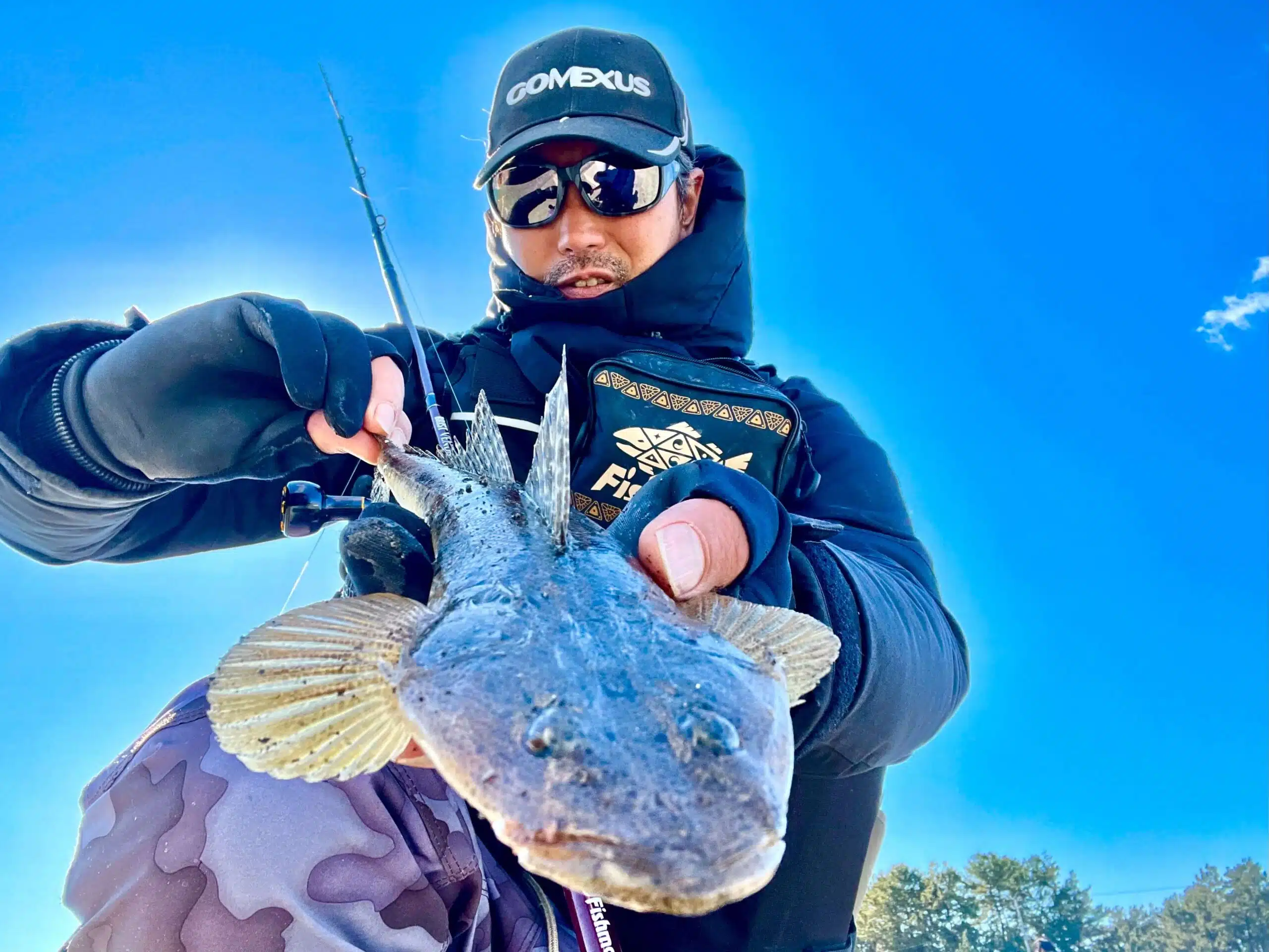 ゴメクサス　マゴチ