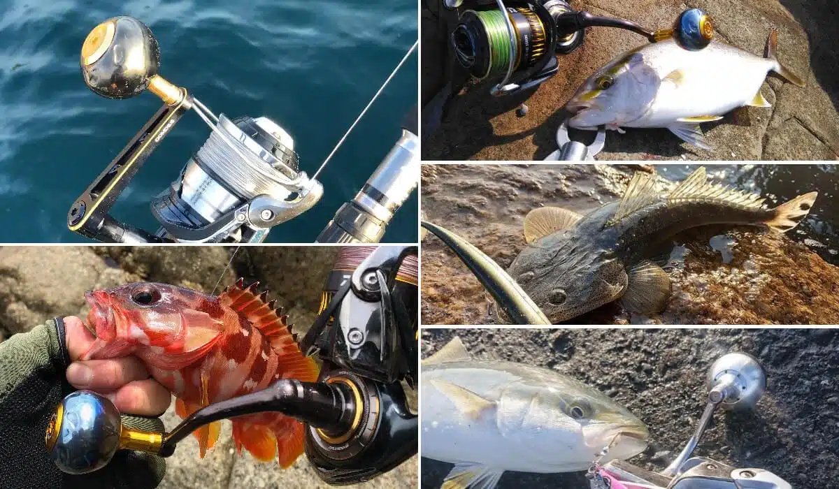 ゴメクサス　BLACK　HOLE