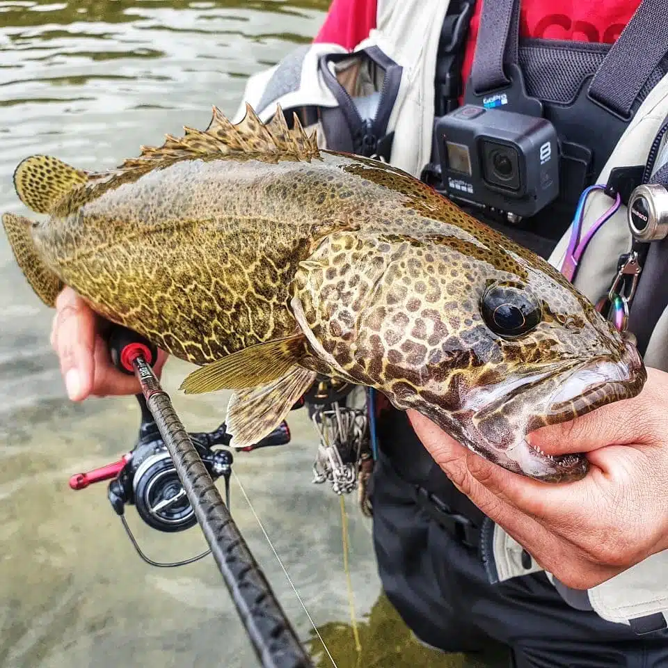 ゴメクサス オオモンハタ