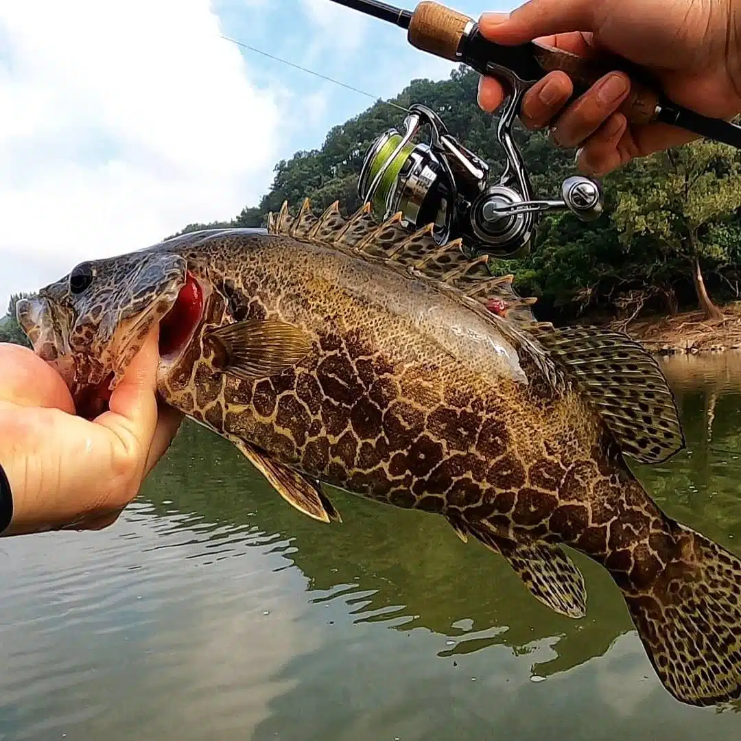 ゴメクサス オオモンハタ