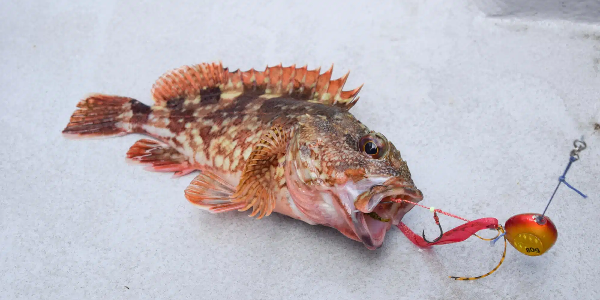 lQDPJxaqpji8mKHNA jNB9Cwt5D3c Z WH4DGKh6MsAlAA 2000 1000