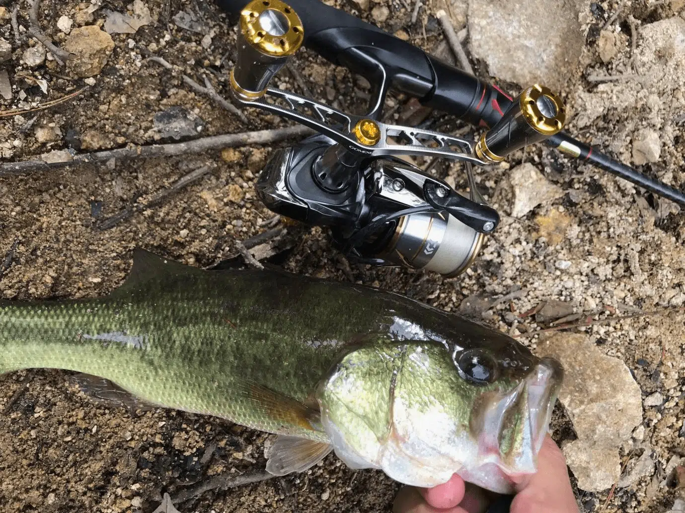 20ルビアスにゴメクサス製品カスタム実釣図