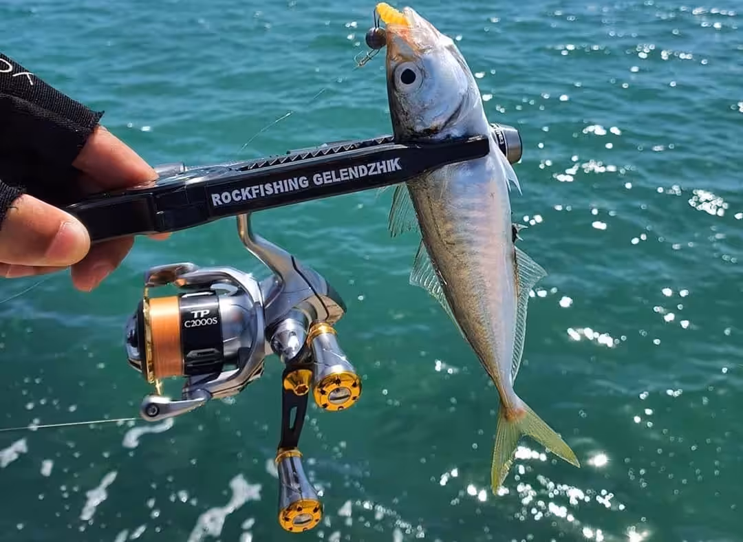 ゴメクサス　マアジ