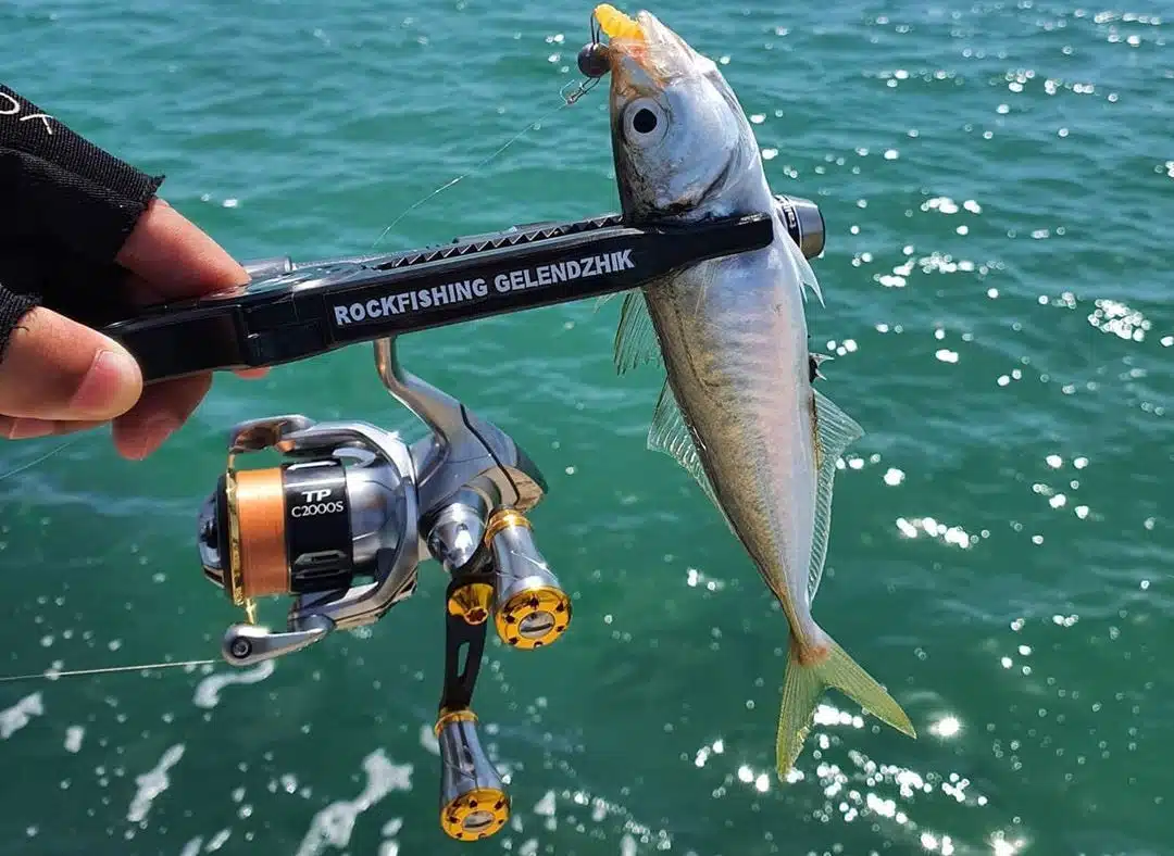 冬(12月・1月・2月)の釣りは何が釣れる? 4 ゴメクサス マアジ