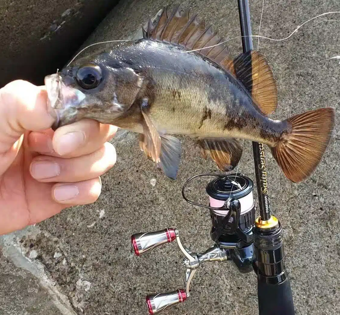 冬(12月・1月・2月)の釣りは何が釣れる? 2 ゴメクサス メバル