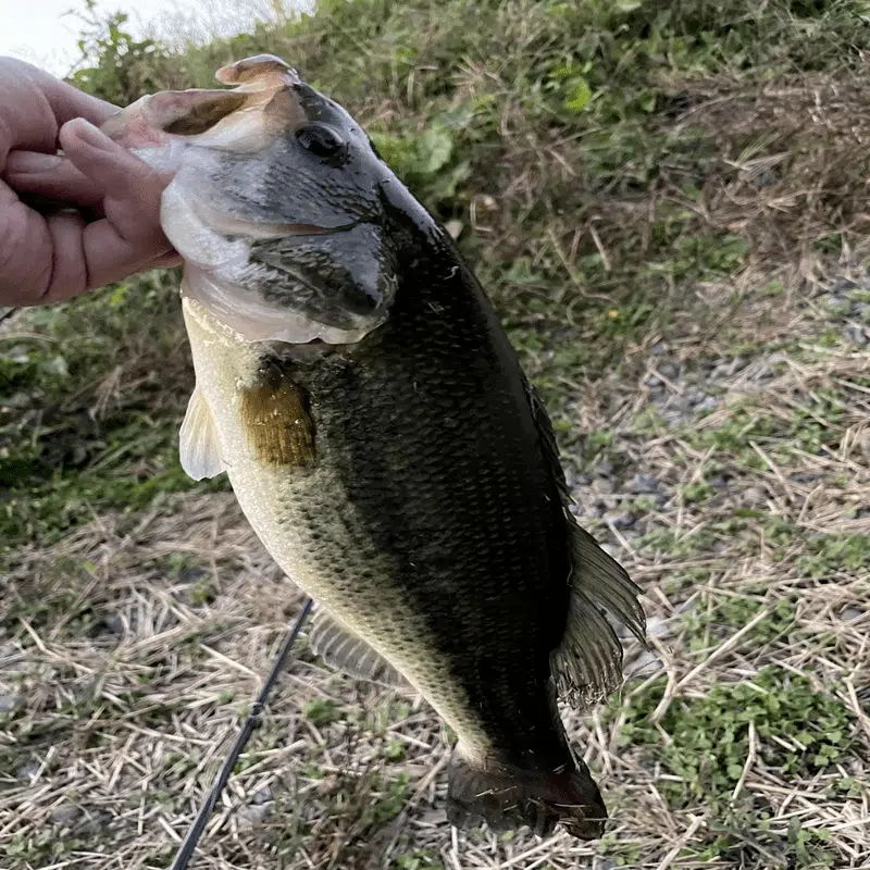 20メタニウムにゴメクサスのハンドルとスタードラグの魚図