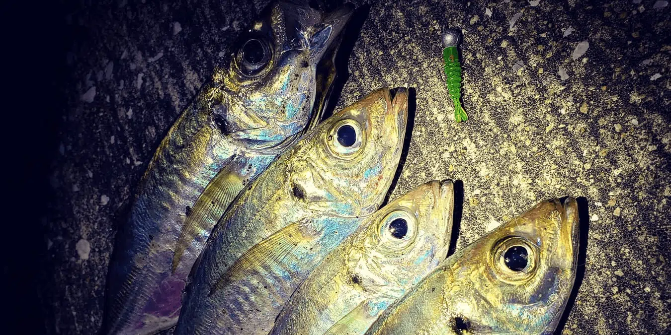 sabiki fishing a857770e 49d2 4ae0 a363 7c598abac7e5