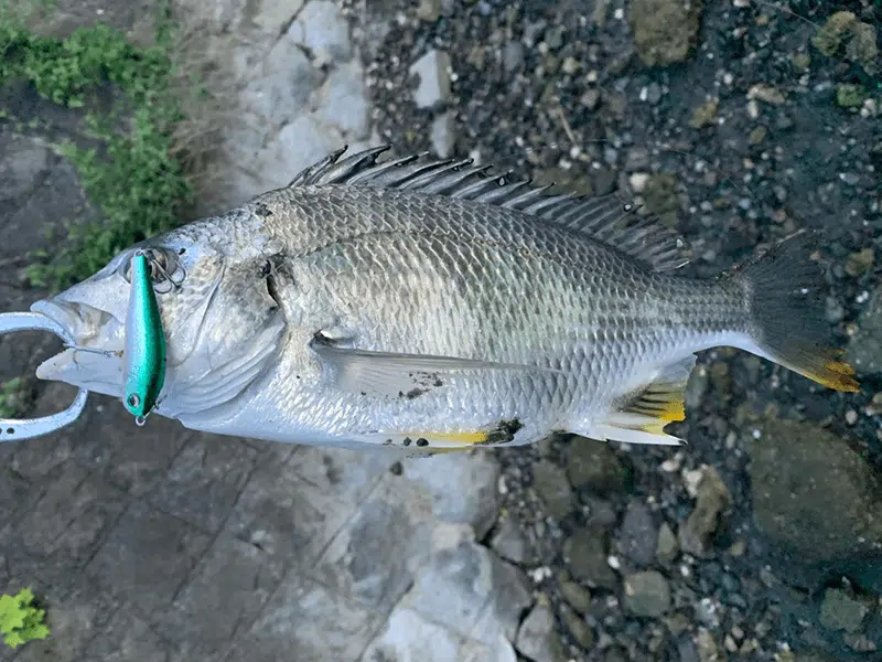 人気ターゲット「鯛」には10種類以上もいる!? 特徴や違いを解説! 2 ゴメクサス キビレ