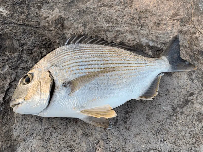 人気ターゲット「鯛」には10種類以上もいる!? 特徴や違いを解説! 3 ゴメクサス ヘダイ