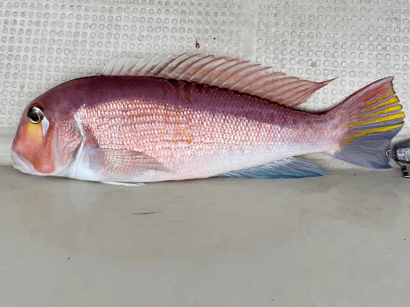 人気ターゲット「鯛」には10種類以上もいる!? 特徴や違いを解説! 4 ゴメクサス アマダイ