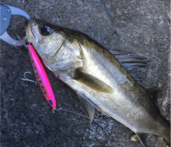 【ゴメクサス】お手軽で簡単なシーバス釣り!ルアーの選び方や魅力を紹介 3 ゴメクサス シーバズ