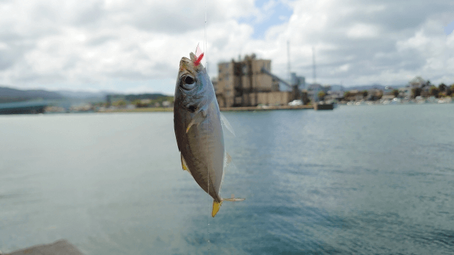 ゴメクサス　海釣り