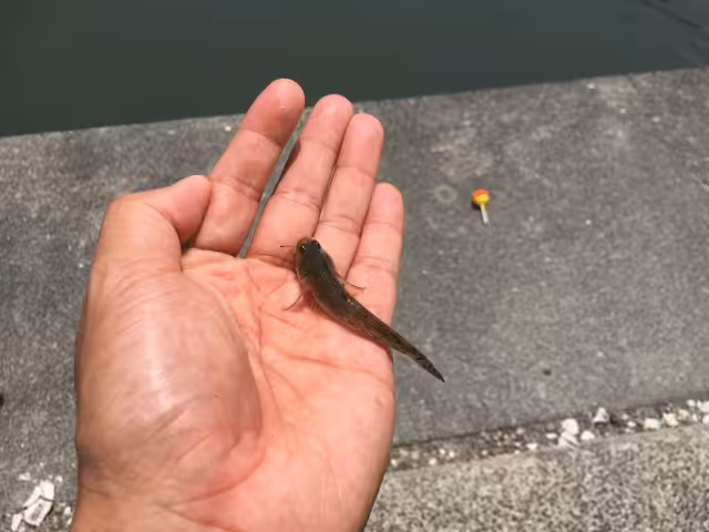 ゴメクサス　海釣り