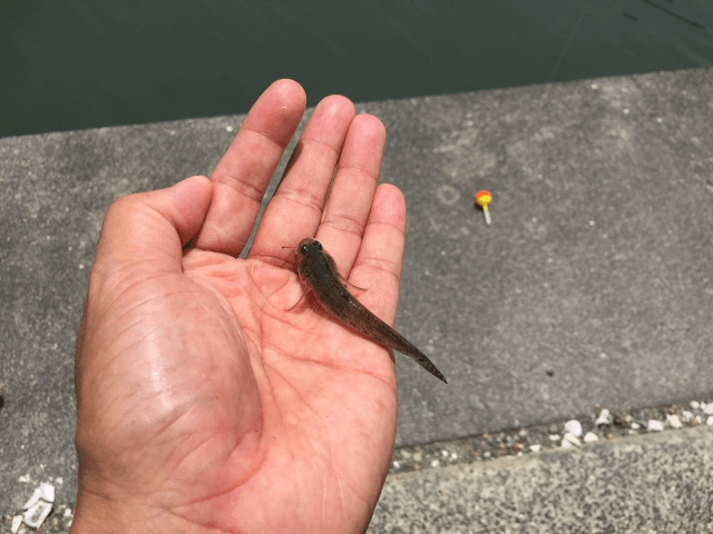 ゴメクサス　海釣り