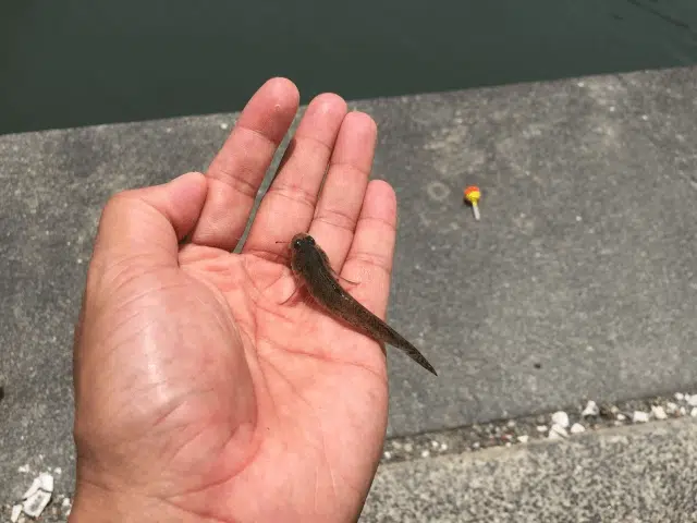 【ゴメクサス】海釣りデビューには春の堤防釣りがおすすめ!初心者や子供連れも安心! 6 ゴメクサス 海釣り