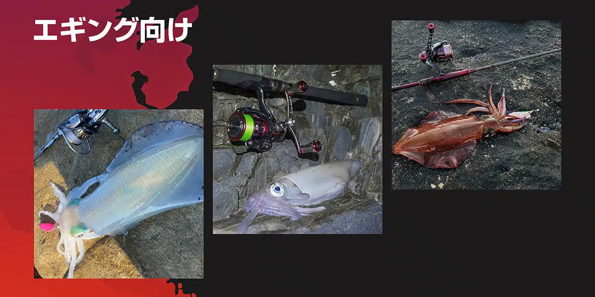 ゴメクサス　セフィア