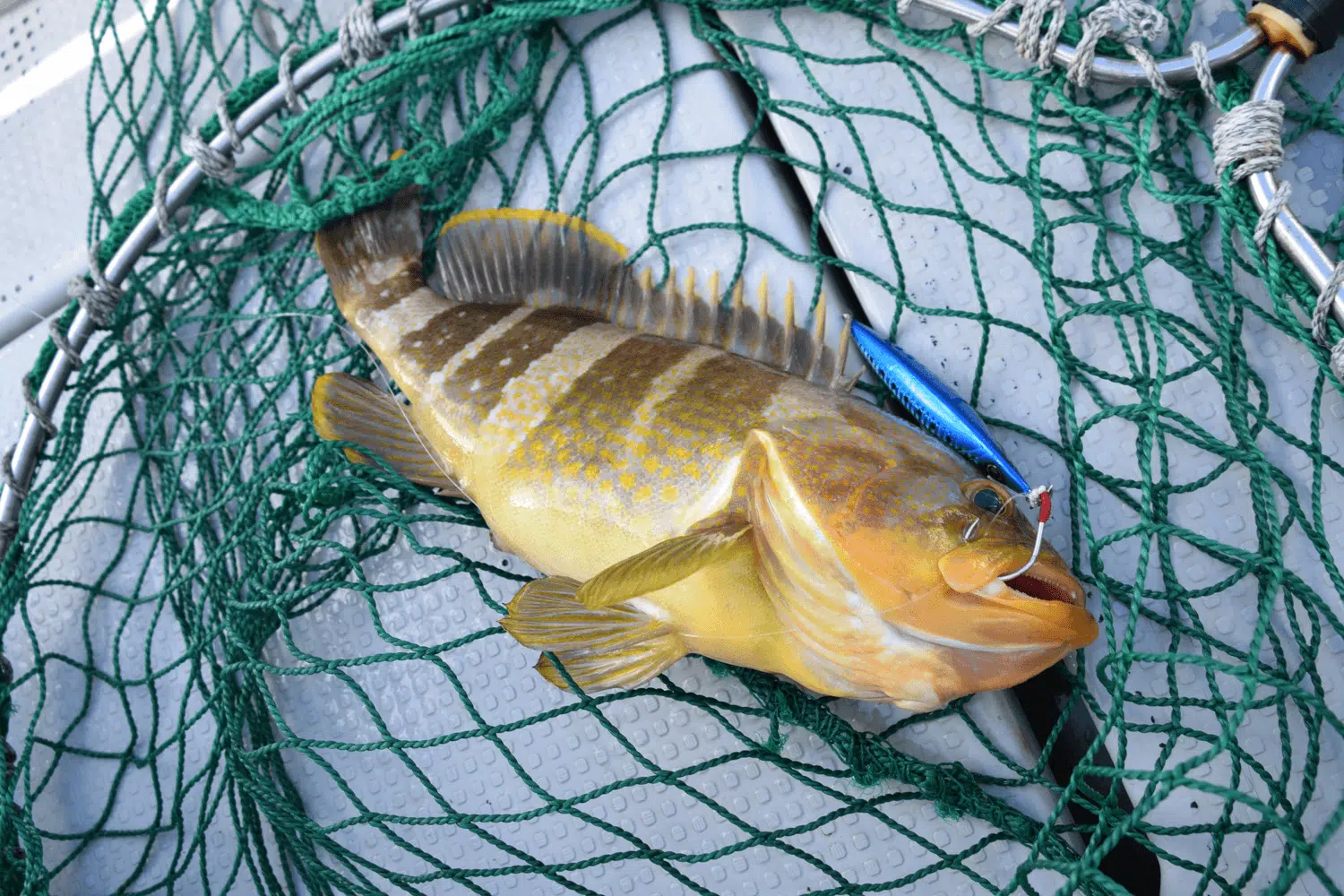 不意の大物にも!スーパーライトジギングに最適なハンドルは? 2 ゴメクサス スーパーライトジギング ハンドル