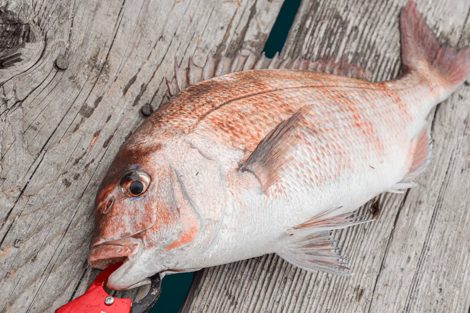 タイラバには専用のゴメクサスダブルハンドルがオススメ! 2 ゴメクサス タイラバ ハンドル
