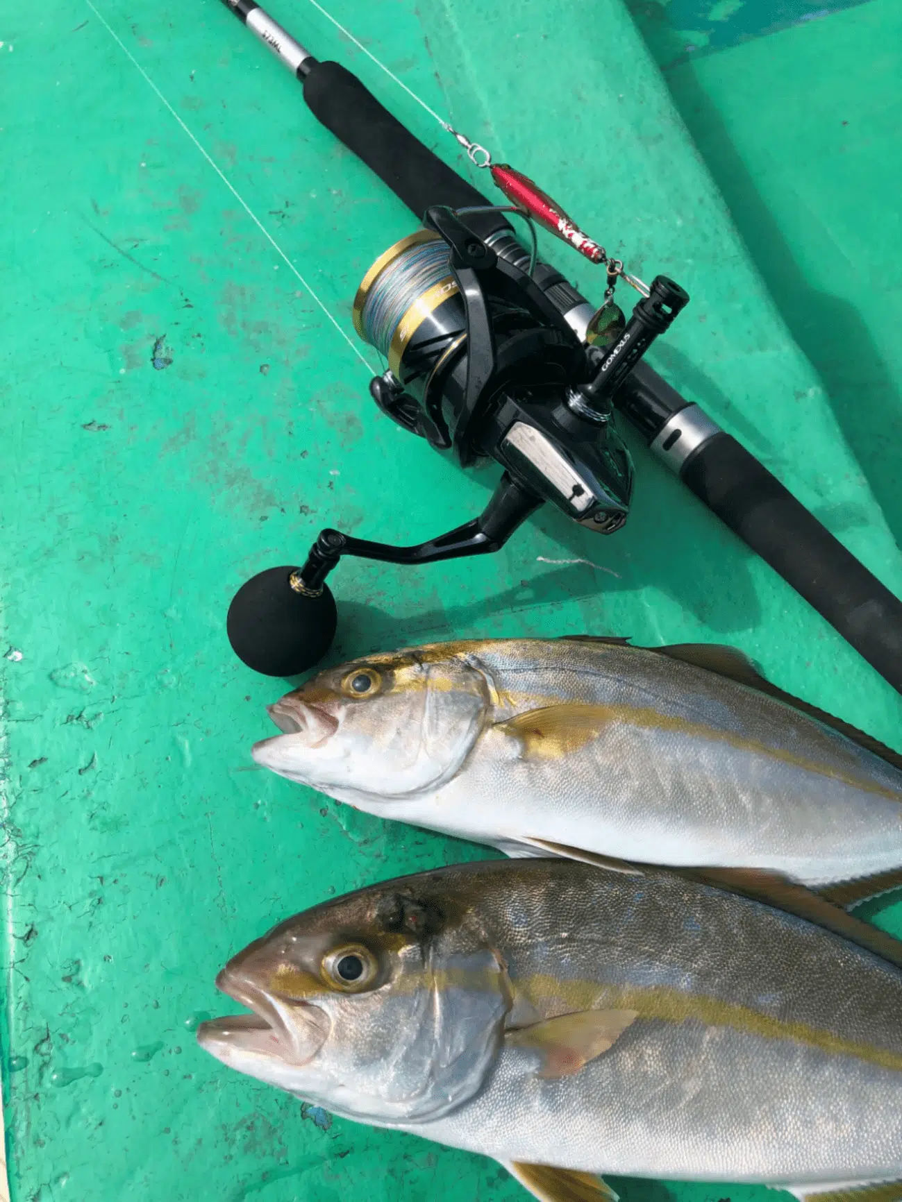 ゴメクサス製品19スフェロスSWへの釣果図