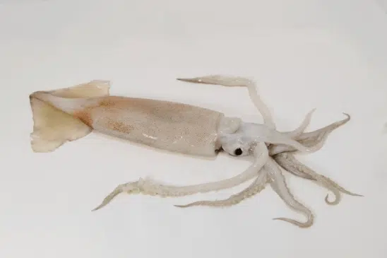 超おいしいイカの世界へようこそ! 2 ゴメクサス スルメイカ