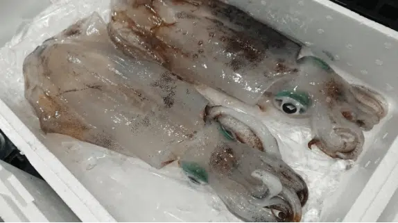 超おいしいイカの世界へようこそ! 3 ゴメクサス アオリイカ