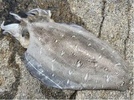 超おいしいイカの世界へようこそ! 4 ゴメクサス コウイカ