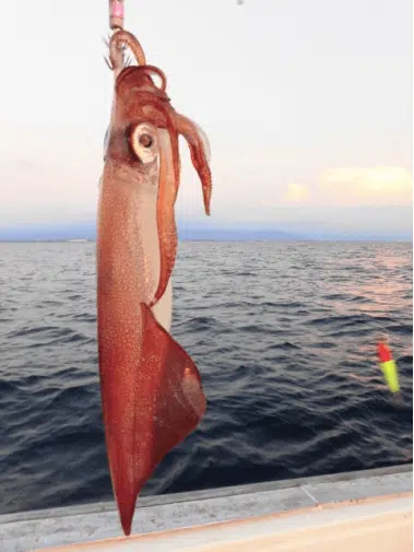 超おいしいイカの世界へようこそ! 5 ゴメクサス スルメイカ