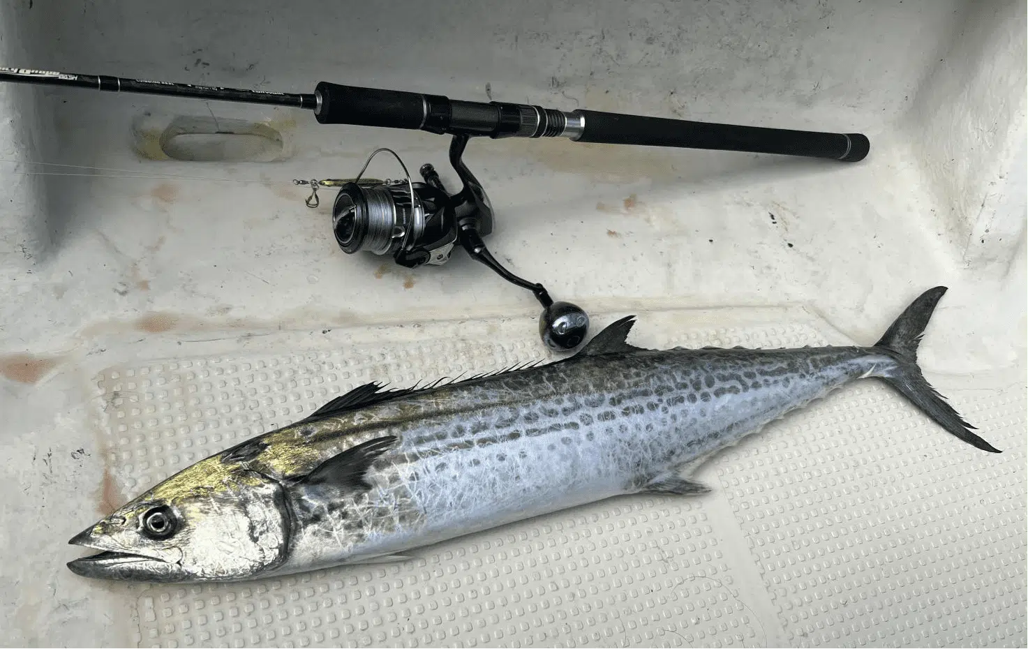 20ストラディックSWにハンドルノブ&リールスタンドをカスタム!大物とのも楽々ファイト 9 20ストラディックSWの釣果図