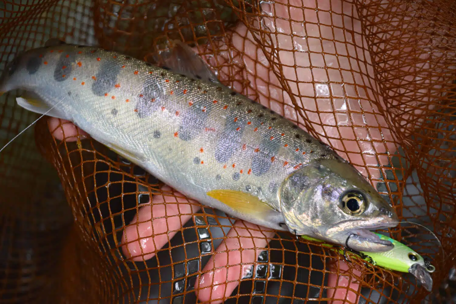 ルアーでの渓流釣り入門!渓流ルアーは初心者にもおすすめ 4 ゴメクサス 渓流釣り