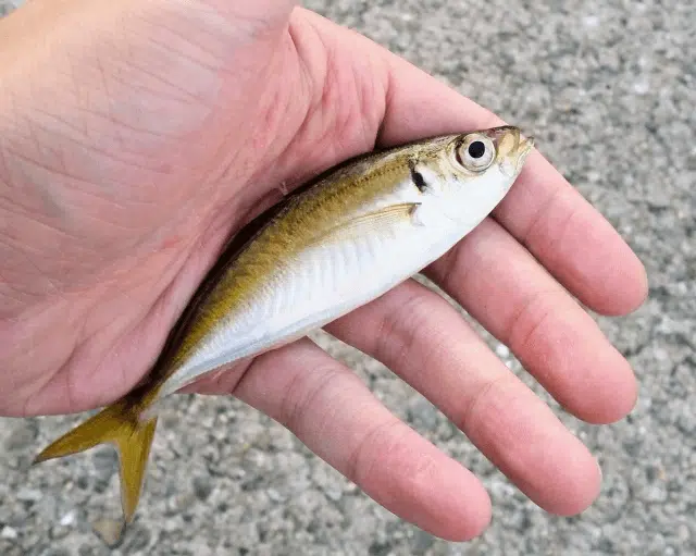 ゴメクサス　夏釣り　魚