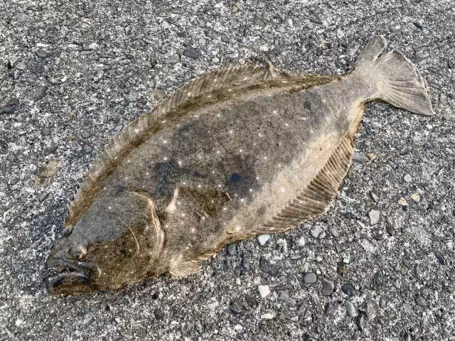 ゴメクサス　夏釣り　魚