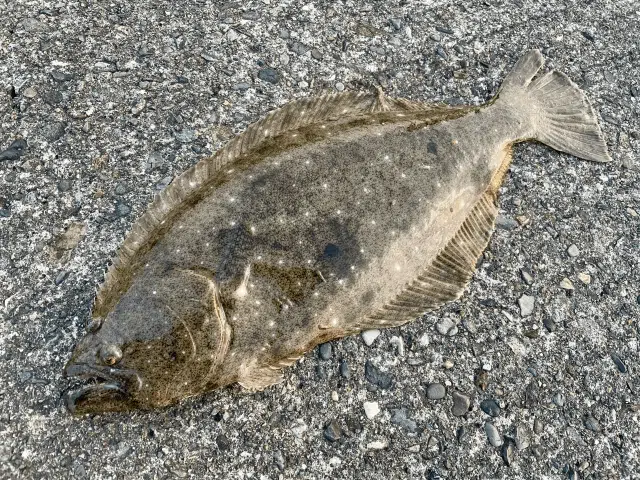 ゴメクサス　夏釣り　魚