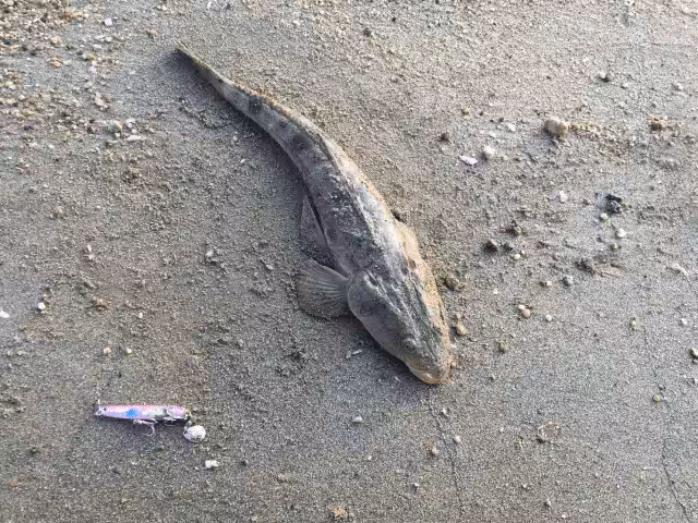 ゴメクサス　夏釣り　魚