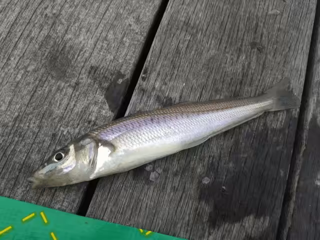 ゴメクサス　夏釣り　魚