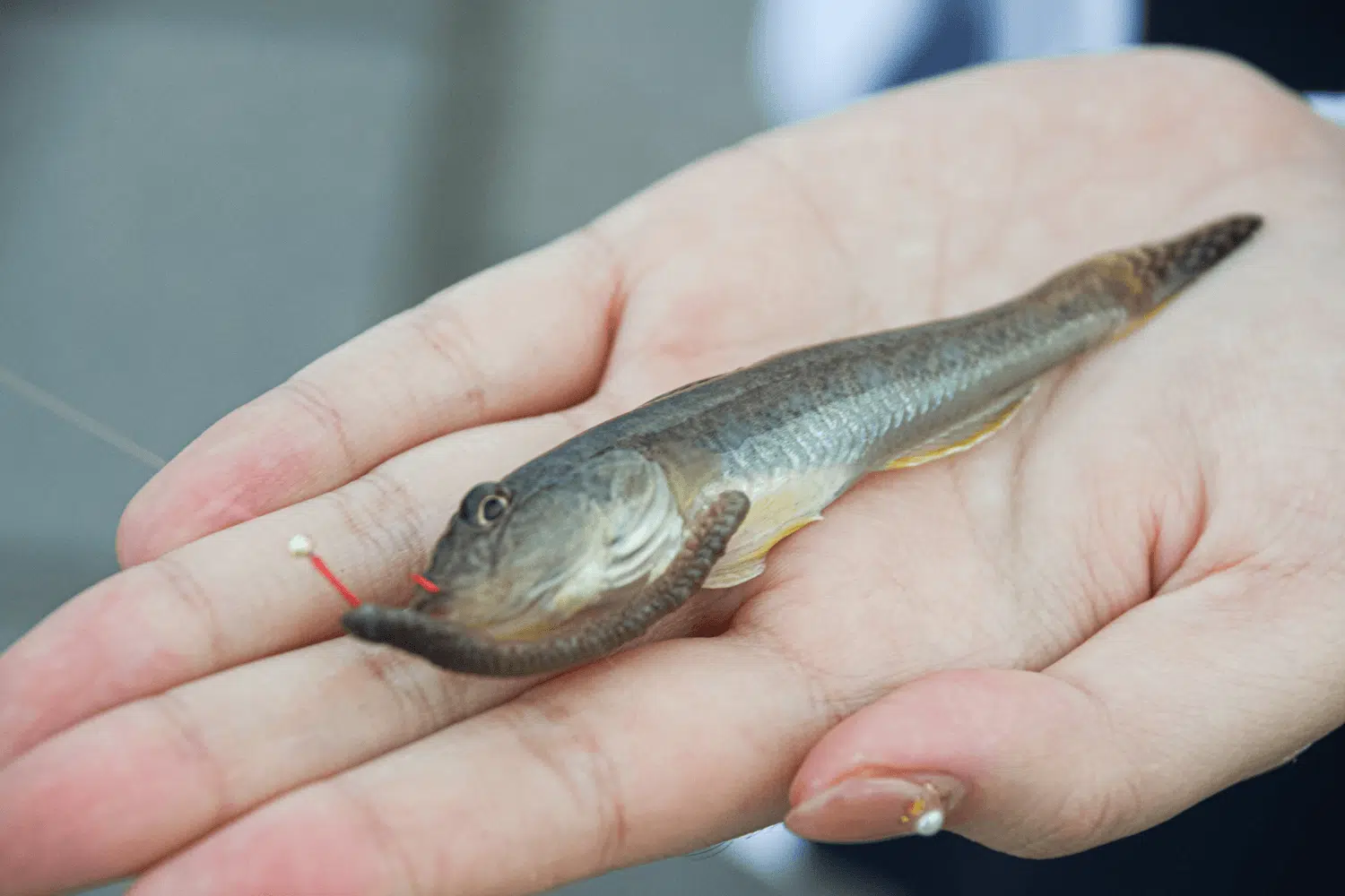 ゴメクサス　夏釣り　魚