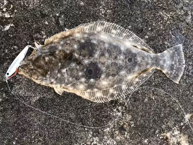 ゴメクサス　ヒラメ ルアー