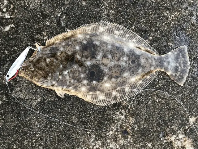 夏のサーフでヒラメを狙え!ヒラメを仕留めるためのルアーの選び方は? 9 ゴメクサス ヒラメ ルアー