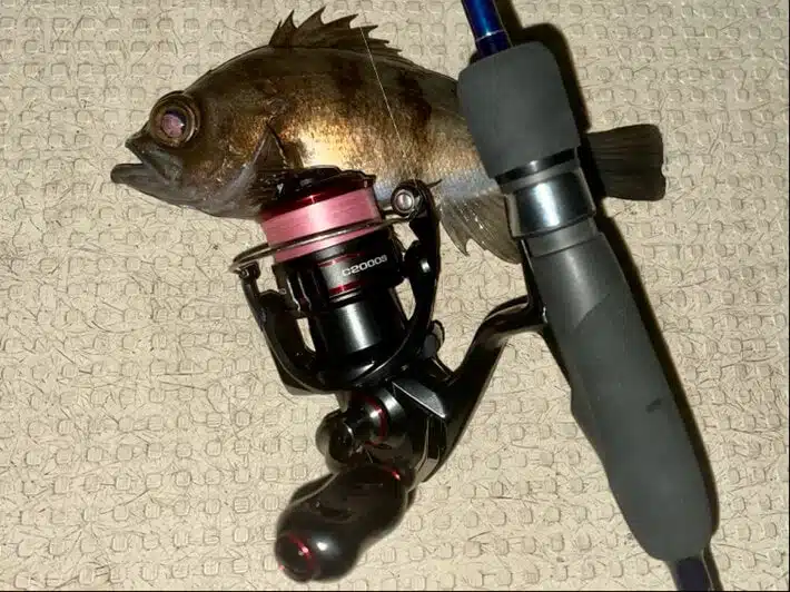 バンフォード　ゴメクサス　T22-BK