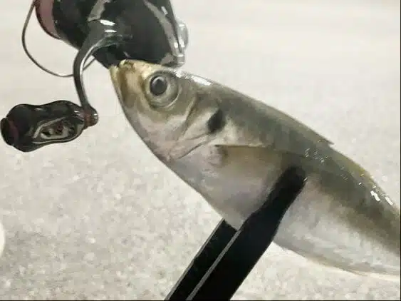 20ヴァンフォードにゴメクサスのチタンノブを装着してみた! 13 ゴメクサス T22-BK