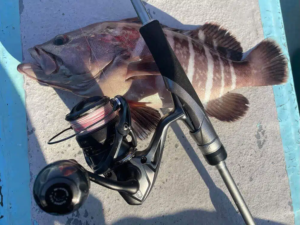 エクスセンスCI4+　ゴメクサスのチタンノブ