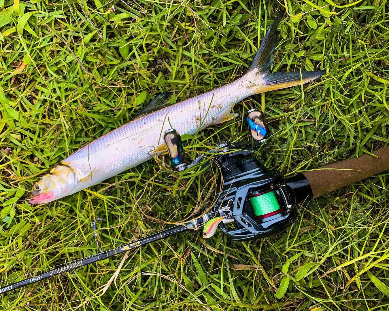 ゴメクサス 銀河ノブ