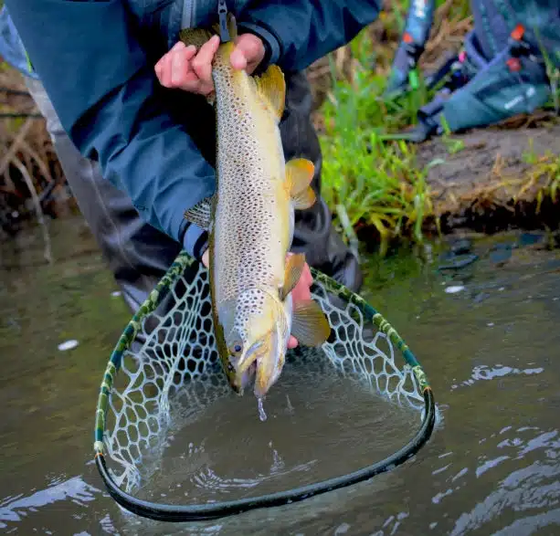 管釣りで数釣るなら必須級?エリアトラウト向け「フックリリーサー」の魅力と使い方を解説 2 フックリリーサー とは 管釣り
