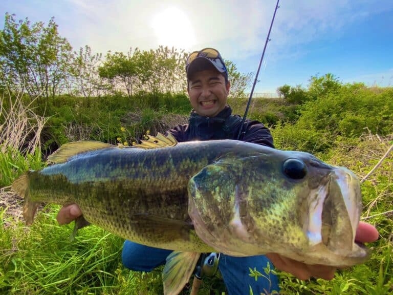 ゴメクサス　プロスタッフ