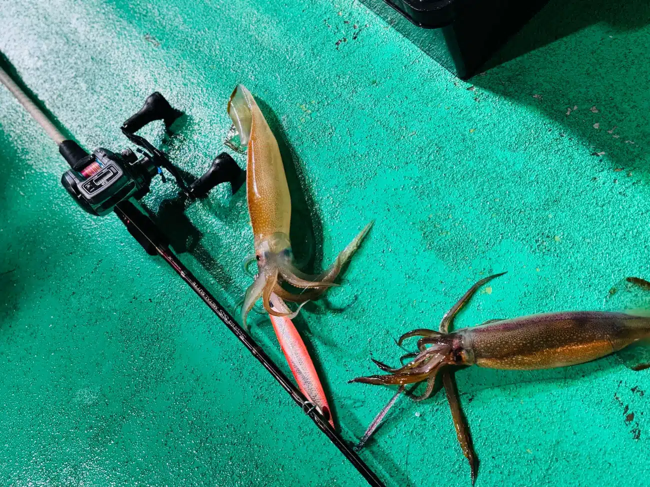 真夏の海へ出航!オフショアジギング釣行記 6 スルメイカジギング とは