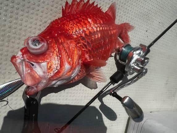 オフショアジギングとディープタイラバ|釣りの魅力とタックル選び 2 スローピッチジャーク やり方