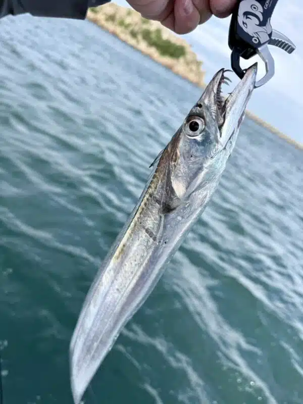 img_v3_02r8_a2328d67-e096-43d2-aebd-ef438ba710cg