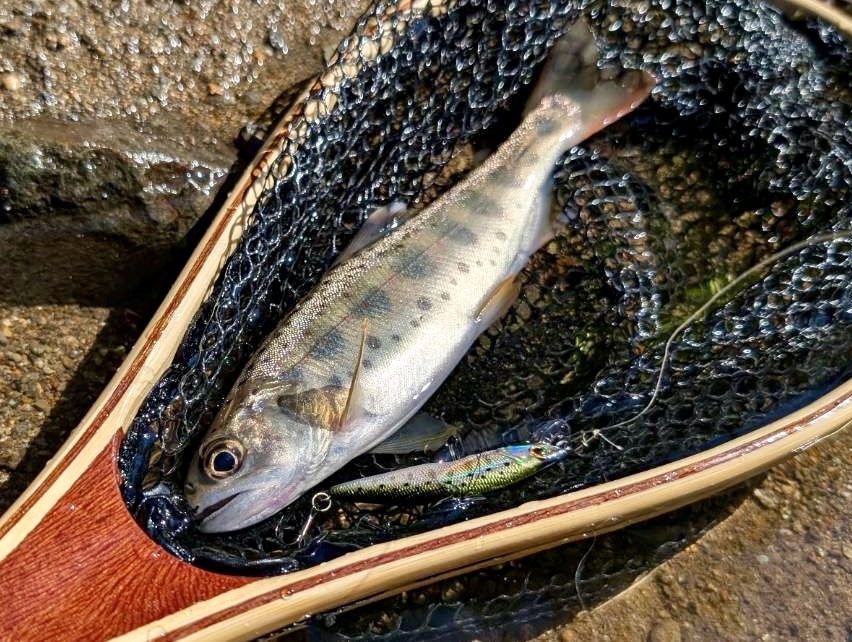 【初心者向け】渓流釣り方入門|ルアー選びからキャスト、アクションまで徹底解説 2 渓流釣り, ルアーフィッシング, ヤマメ