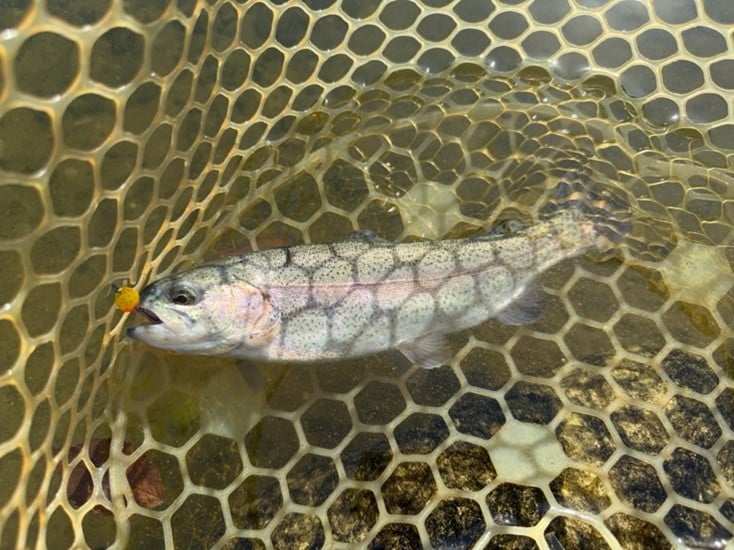 エリアトラウト コツ 管理釣り場 釣り方