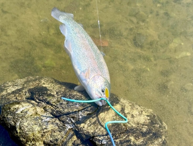 管理釣り場(エリアトラウト)の始め方・釣れる魚・タックル・釣り方のコツを徹底解説 8 エリアトラウト コツ 管理釣り場 釣り方 初心者